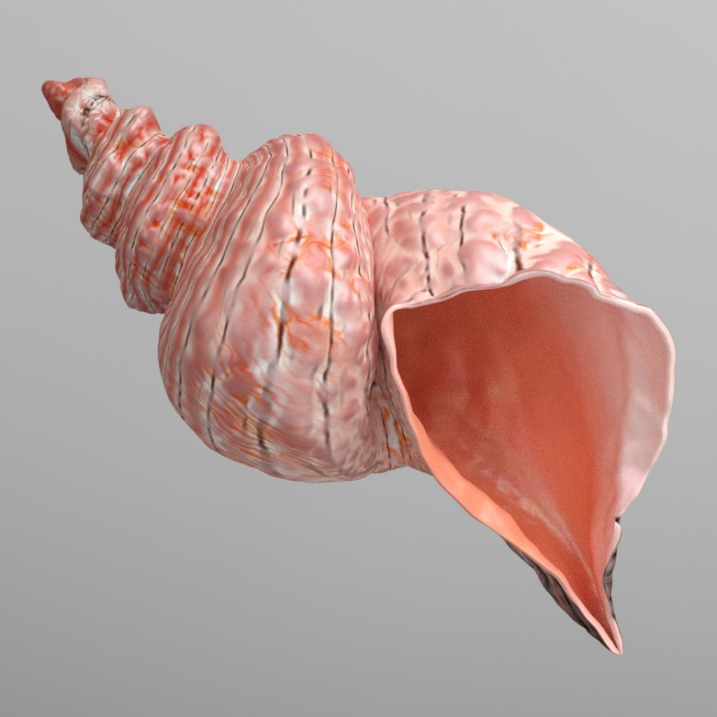 Conch shell preview image 1